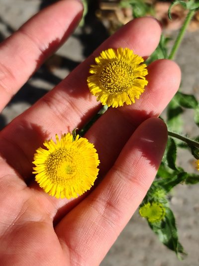 Hysterionica bakeri, photographed by Sol Quipildor