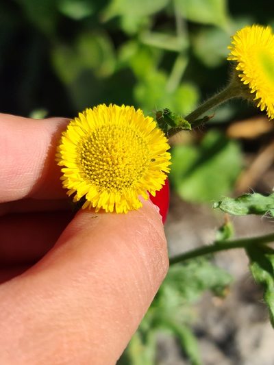 Hysterionica bakeri, photographed by Sol Quipildor