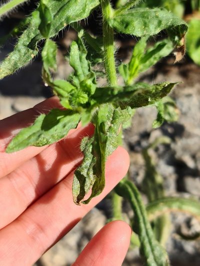 Hysterionica bakeri, photographed by Sol Quipildor