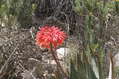 Aloe comptonii, photographed by flamelily