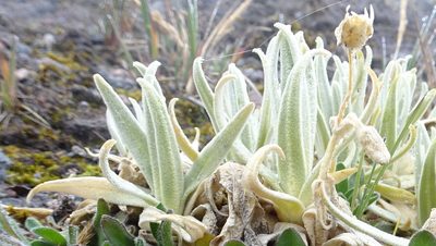 Cerastium floccosum, photographed by Fabien Anthelme