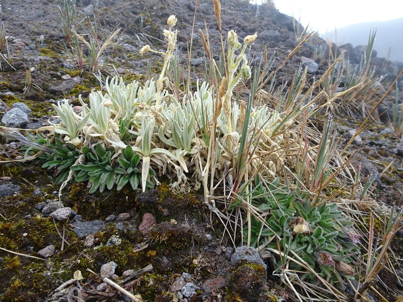 Cerastium floccosum, photographed by Fabien Anthelme