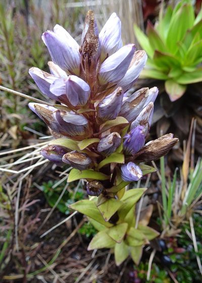 Gentianella selaginifolia, photographed by Fabien Anthelme