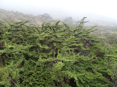 Escallonia myrtilloides, photographed by Fabien Anthelme