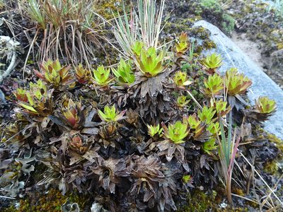 Gentianella selaginifolia, photographed by Fabien Anthelme