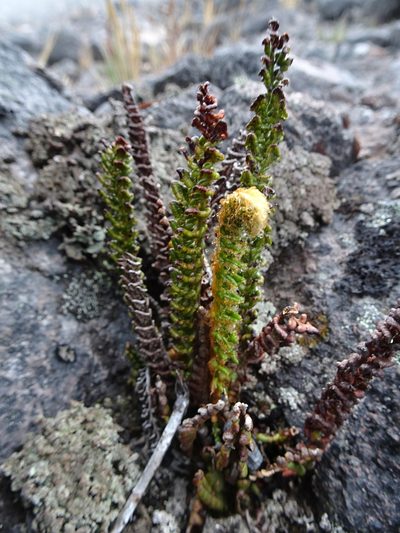 Polystichum orbiculatum, photographed by Fabien Anthelme