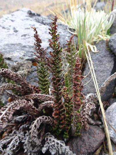 Polystichum orbiculatum, photographed by Fabien Anthelme