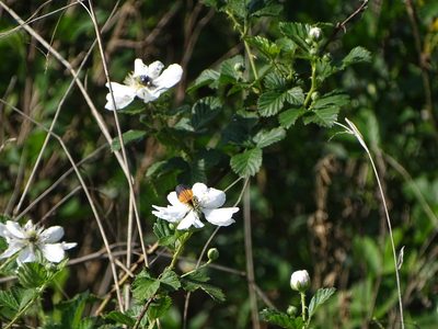 Rubus cuneifolius, photographed by Shaun Swanepoel