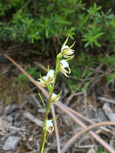 Prasophyllum odoratum, photographed by Eileen Laidlaw