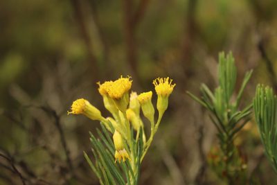 Pentacalia abietina, photographed by Andrés Ramírez-Barrera