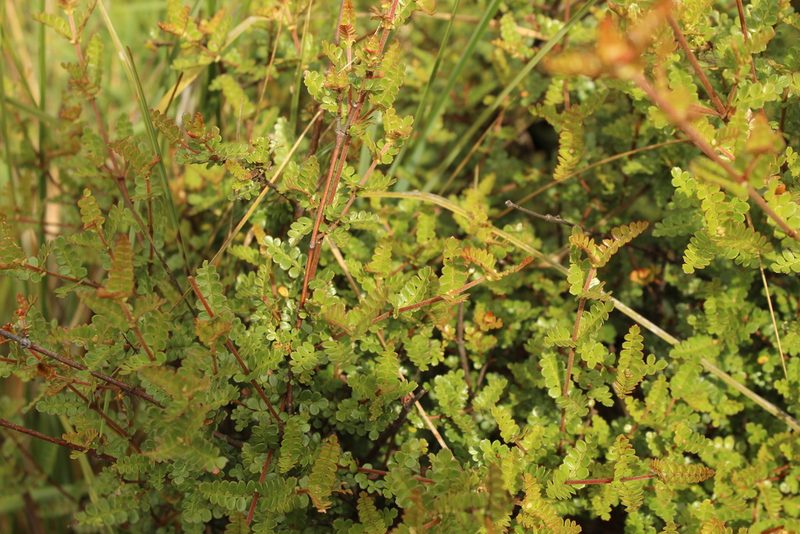 Weinmannia fagaroides, photographed by Andrés Ramírez-Barrera