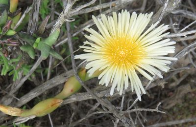 Mesembryanthemum tortuosum, photographed by Nicola van Berkel