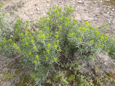 Pteronia paniculata, photographed by Nicola van Berkel