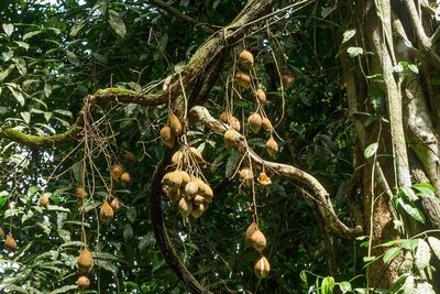Whitfordiodendron nieuwenhuisii, photographed by dhfischer