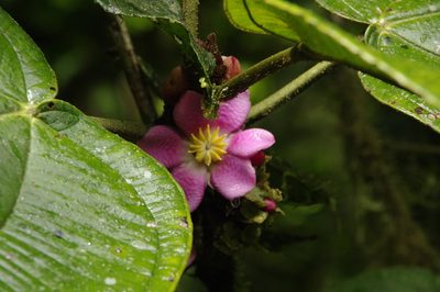 Blakea tuberculata, photographed by Eric Knight