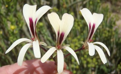Pelargonium trifidum, photographed by Nicola van Berkel