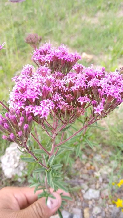 Stevia viscida, photographed by abrahambio
