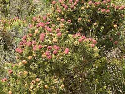 Leucadendron teretifolium, photographed by Dave U