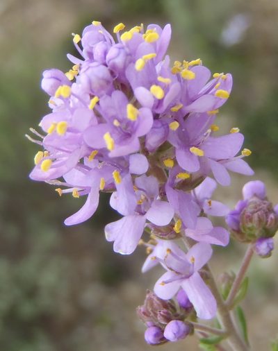 Selago fourcadei, photographed by Nicola van Berkel