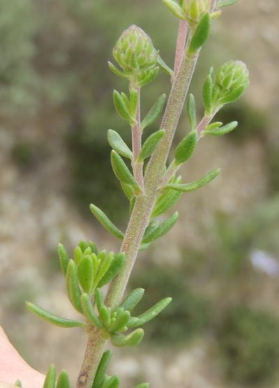 Selago fourcadei, photographed by Nicola van Berkel