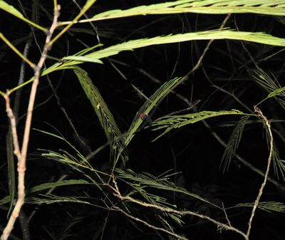 Pentaclethra macroloba, photographed by Emily Franzen