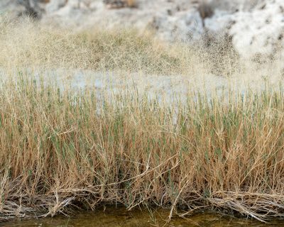 Muhlenbergia asperifolia, photographed by Dominic Gentilcore