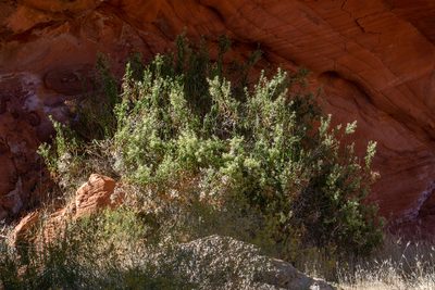 Brickellia longifolia, photographed by Dominic Gentilcore