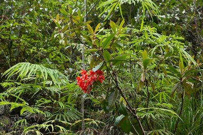 Rhododendron crassifolium, photographed by dhfischer