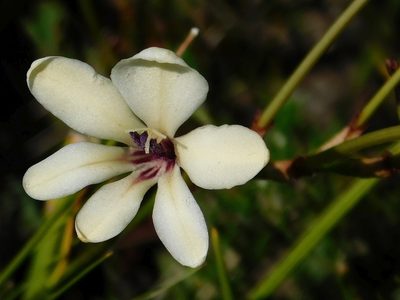 Tritonia cooperi, photographed by Klaus Wehrlin