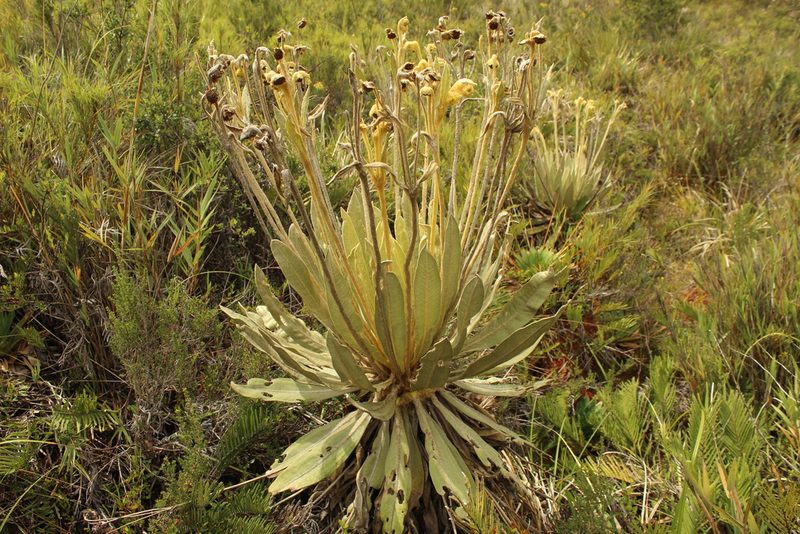 Espeletia murilloi, photographed by Andrés Ramírez-Barrera