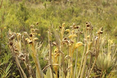 Espeletia murilloi, photographed by Andrés Ramírez-Barrera