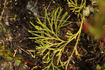 Diphasiastrum thyoides, photographed by Andrés Ramírez-Barrera