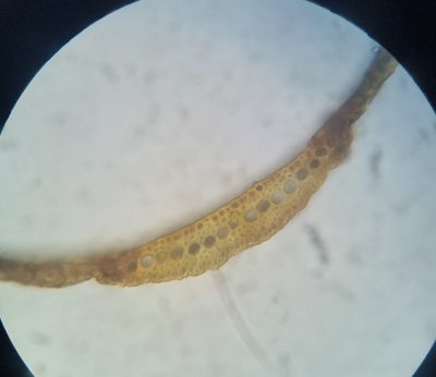 Orthodicranum fulvum, photographed by Zihao Wang