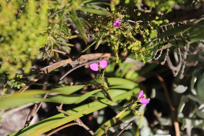 Polygala recognita, photographed by Tony Rebelo