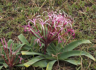 Ammocharis tinneana, photographed by Seig