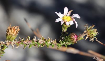 Polyarrhena reflexa, photographed by Tony Rebelo
