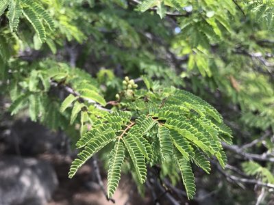Libidibia coriaria, photographed by mhouston00