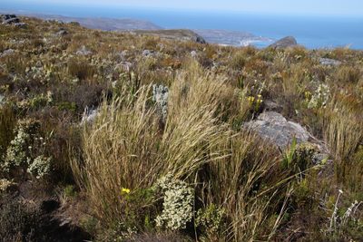 Pentameris macrocalycina, photographed by Tony Rebelo