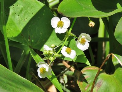 Sagittaria brevirostra, photographed by Annika Lindqvist