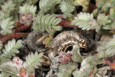Astragalus monoensis, photographed by Steve Matson