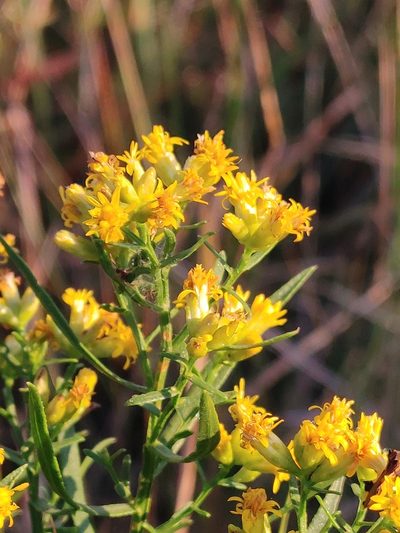 Euthamia weakleyi, photographed by Scott Allen Davis