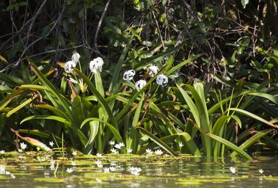 Crinum erubescens, photographed by Seig