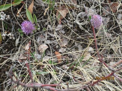 Veronica wyomingensis, photographed by John W. Hancock