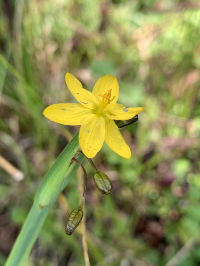 Sisyrinchium tinctorium, photographed by Diego F. Cisneros-Heredia