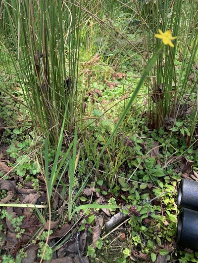 Sisyrinchium tinctorium, photographed by Diego F. Cisneros-Heredia
