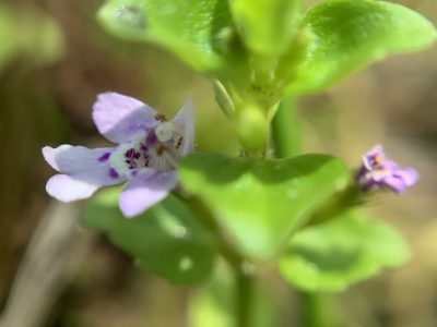 Clinopodium brownei, photographed by Diego F. Cisneros-Heredia