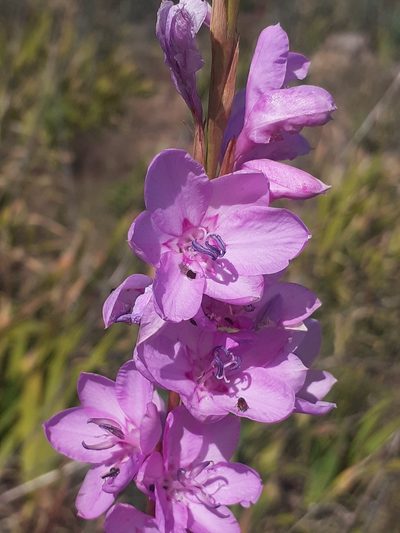 Watsonia marginata, photographed by Brian du Preez
