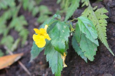 Achimenes flava, photographed by adel-fridus