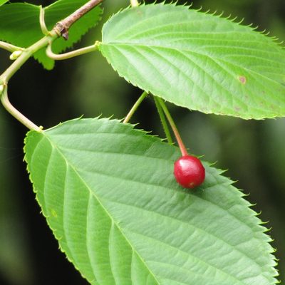 Prunus serrulata, photographed by wild_wind