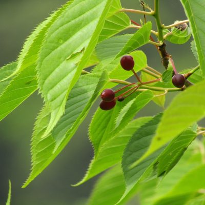 Prunus serrulata, photographed by wild_wind